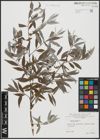 Foto von Salix alba L.